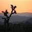 Sunset at Joshua Tree