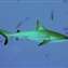 Reef Shark